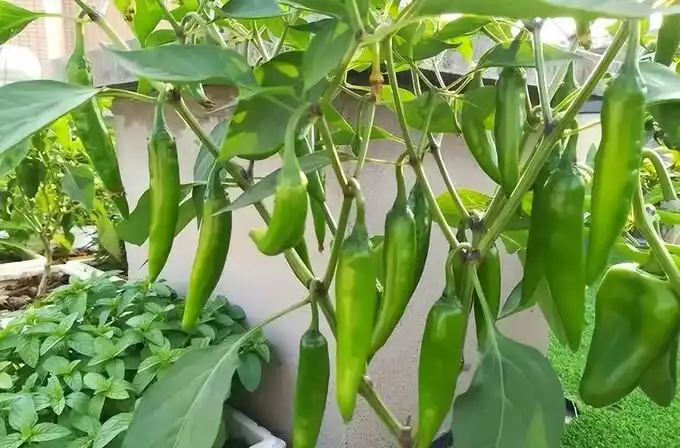 Family balcony gardening