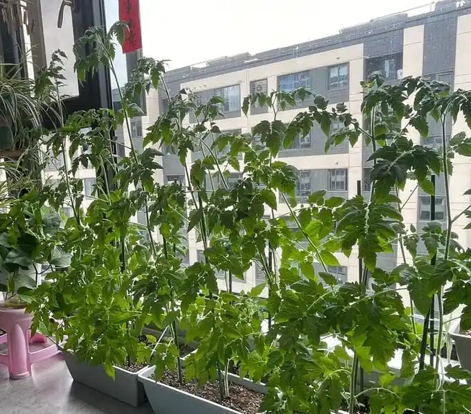 Family balcony gardening