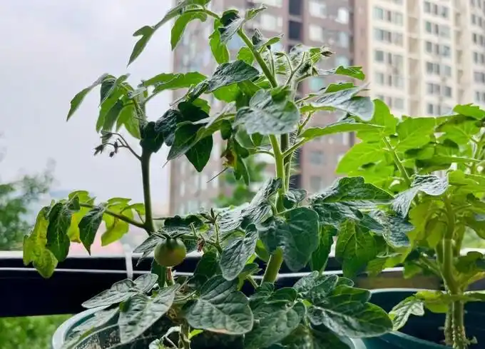 Family balcony gardening