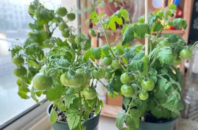 Family balcony gardening