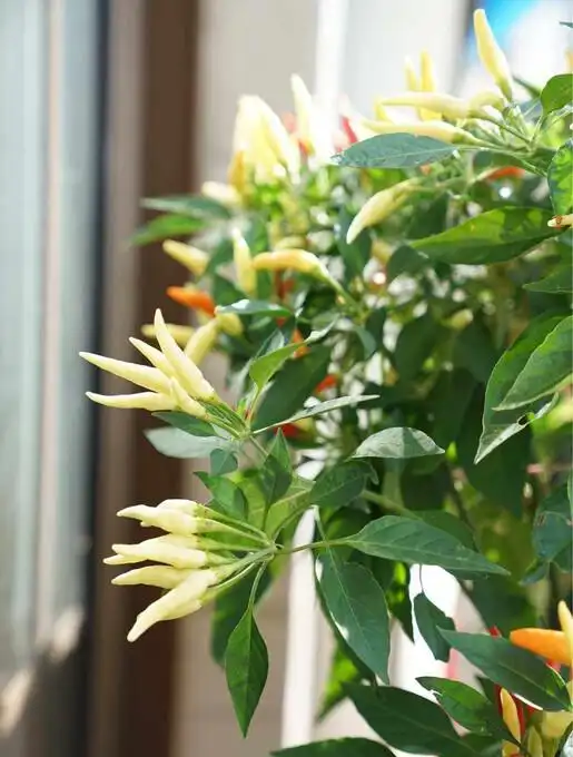 Family balcony gardening