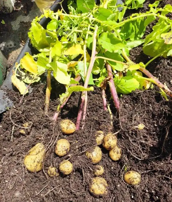 Family balcony gardening