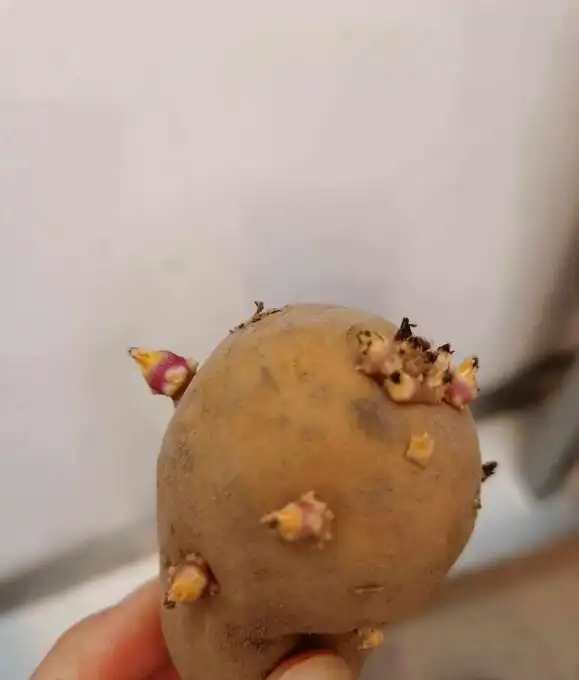 Family balcony gardening