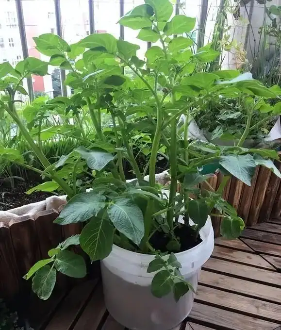 Family balcony gardening