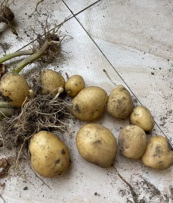 Family balcony gardening