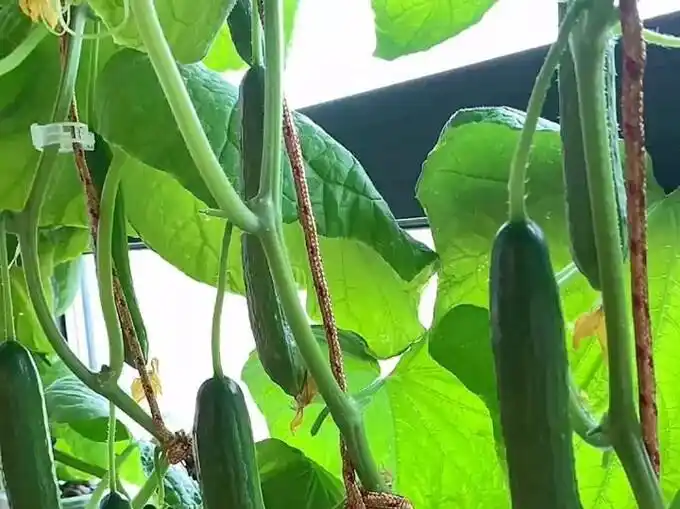 Family balcony gardening