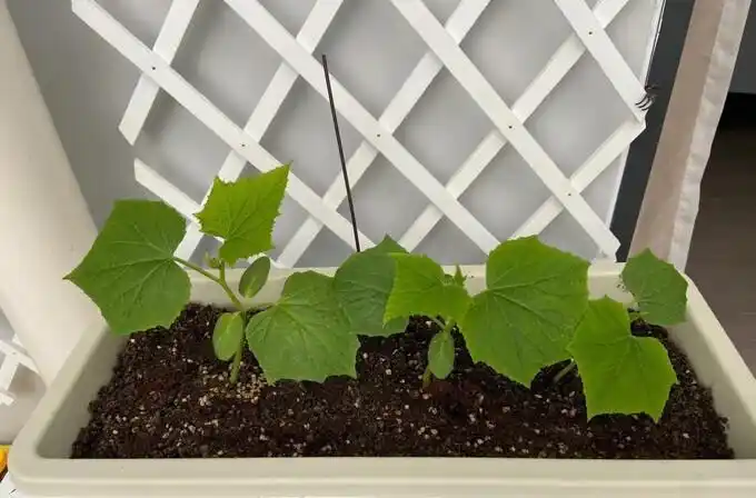 Family balcony gardening