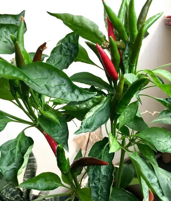 Family balcony gardening