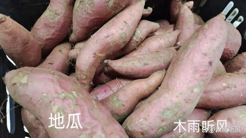 Farming techniques for the cultivation of sweet potatoes