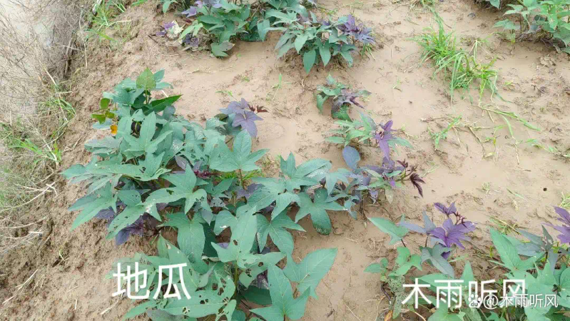 Farming techniques for the cultivation of sweet potatoes
