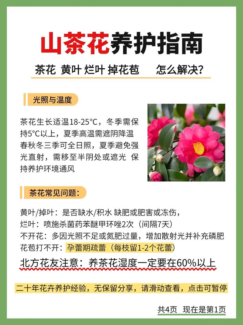 茶花的种植方法