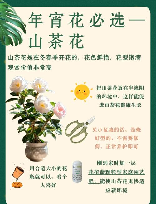 茶花的种植方法