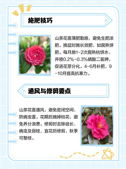 茶花的种植方法