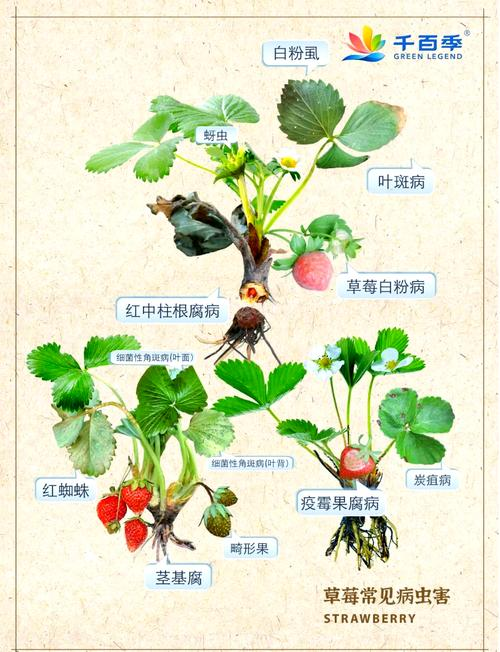 Tobacco growing techniques