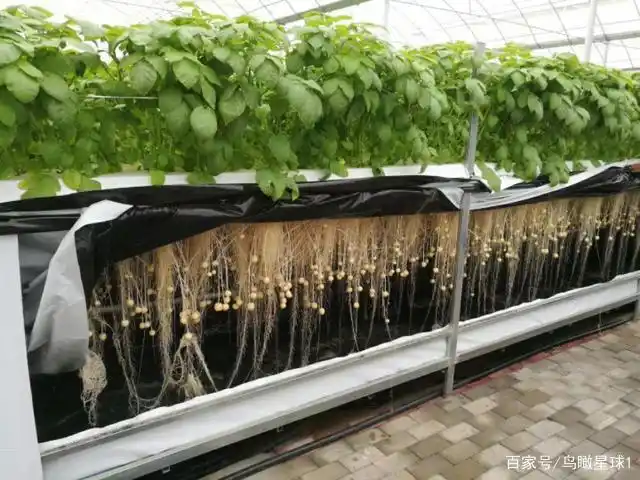 Picture of the moon growing vegetables
