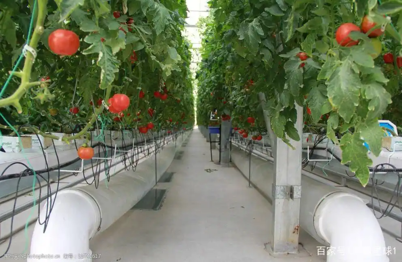 Picture of the moon growing vegetables