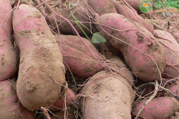 Farming techniques for the cultivation of sweet potatoes