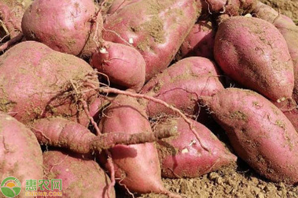 Farming techniques for the cultivation of sweet potatoes