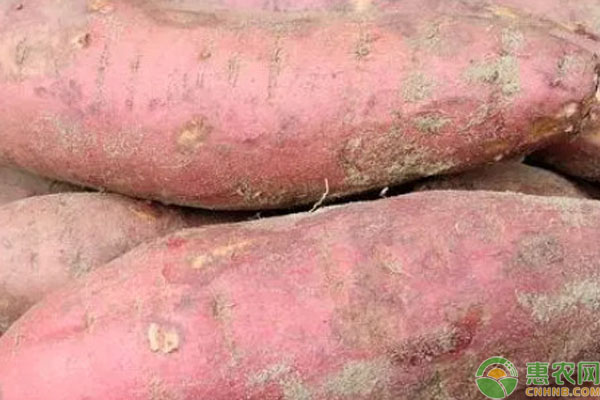 Farming techniques for the cultivation of sweet potatoes