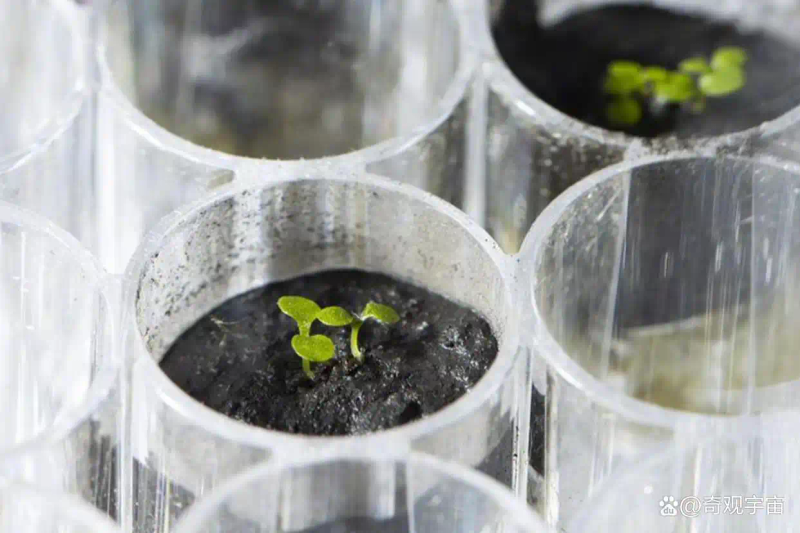 Picture of the moon growing vegetables