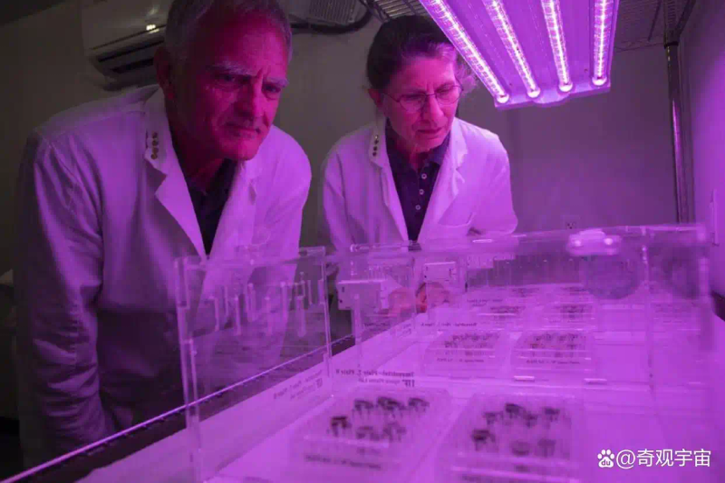 Picture of the moon growing vegetables