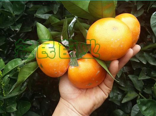 茶花的种植方法