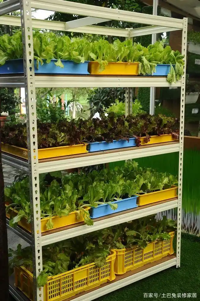 Family balcony gardening