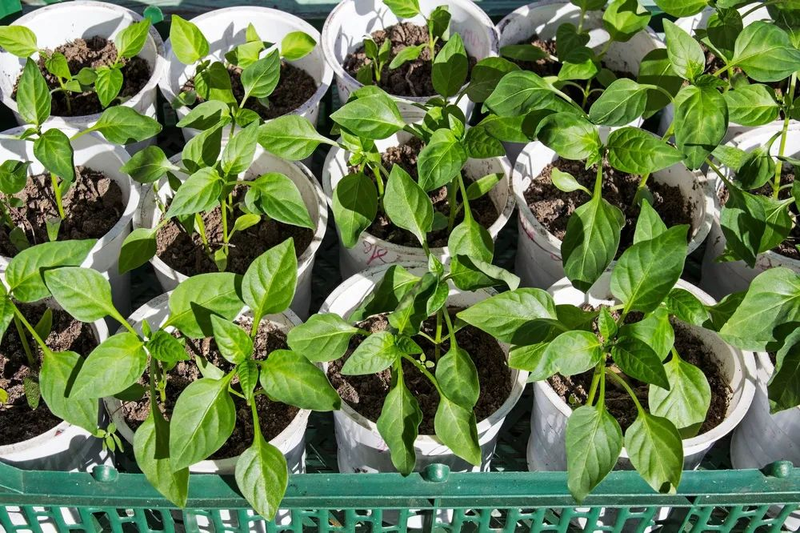 Family balcony gardening
