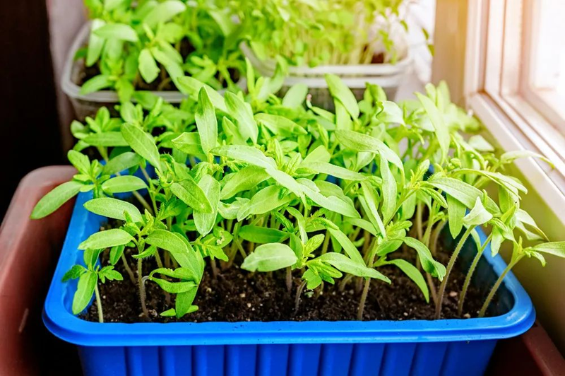 Family balcony gardening