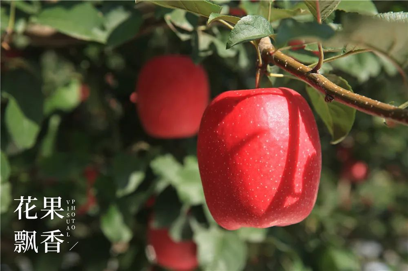 种植什么果树赚钱