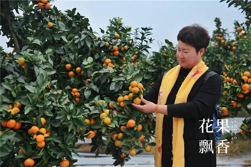 种植什么果树赚钱