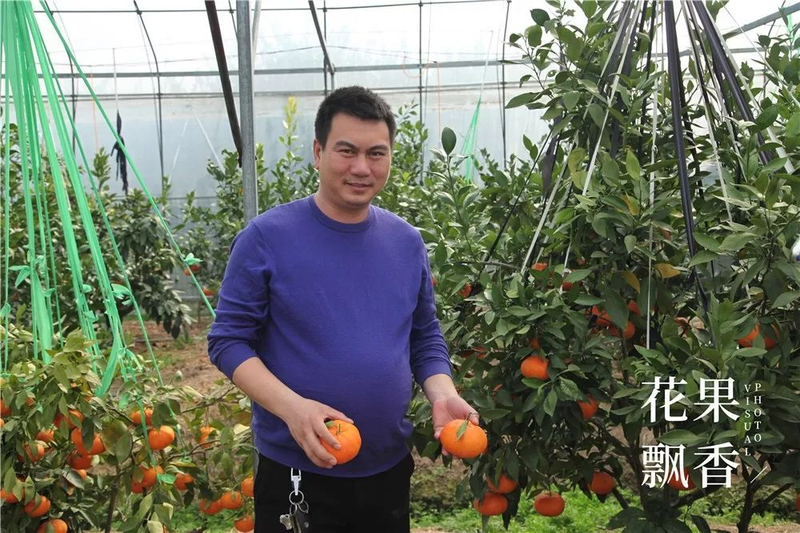 种植什么果树赚钱