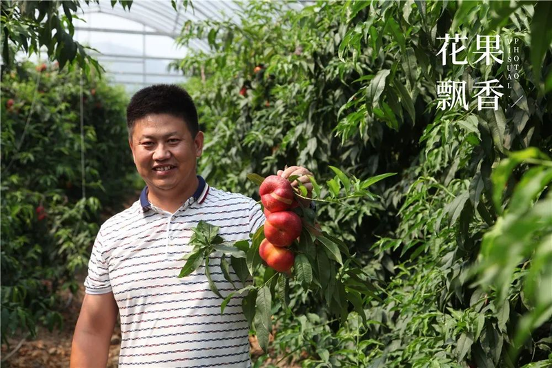 种植什么果树赚钱
