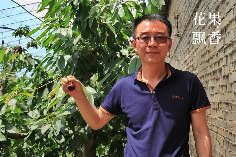 种植什么果树赚钱