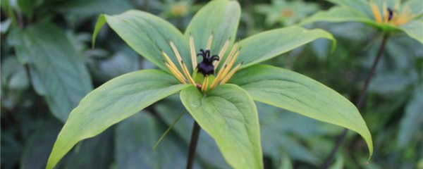 重楼不同的种植技术