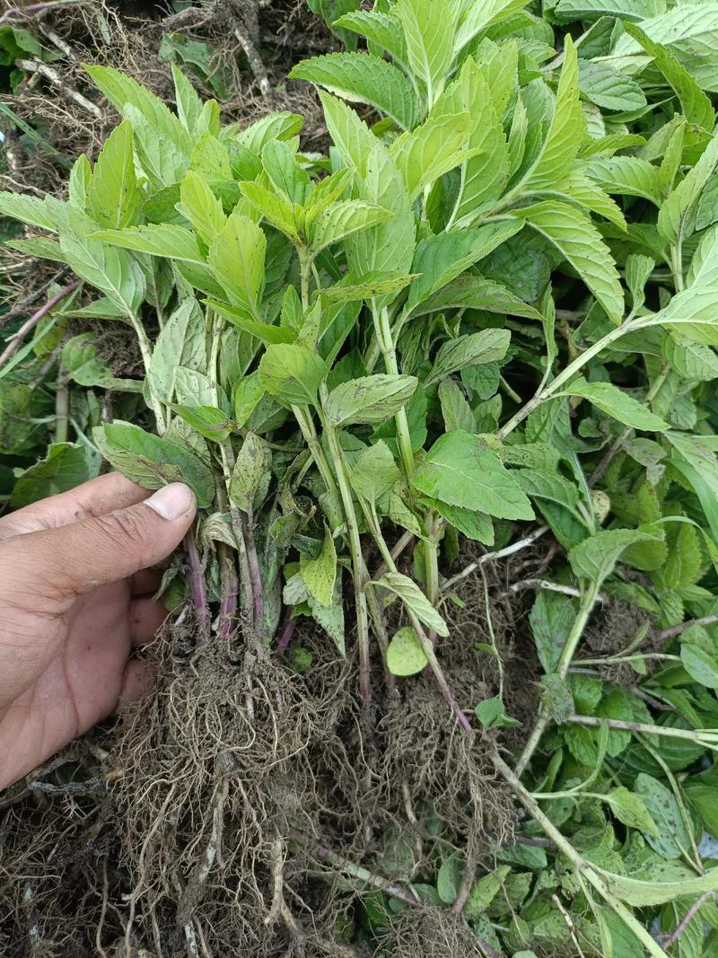 The method of planting perfume mints