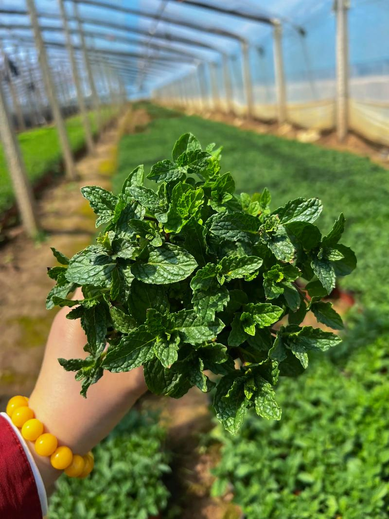 The method of planting perfume mints