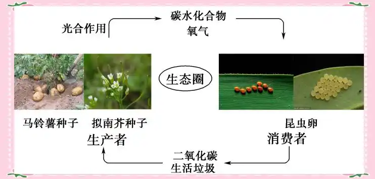月球种植蔬菜图片