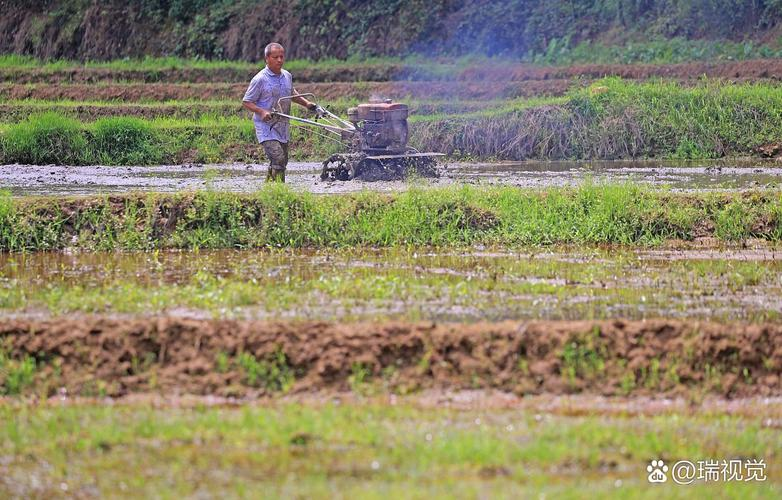 Potato cultivation methods