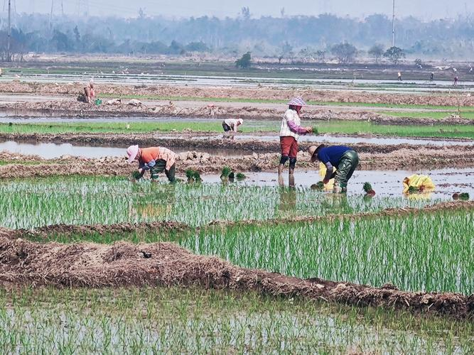 Potato cultivation methods