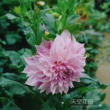 大丽花的种植方法