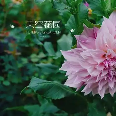 大丽花的种植方法