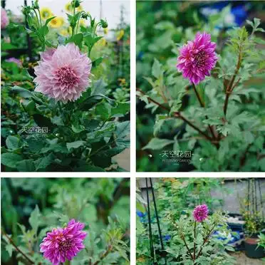 大丽花的种植方法
