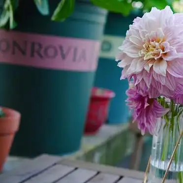 大丽花的种植方法