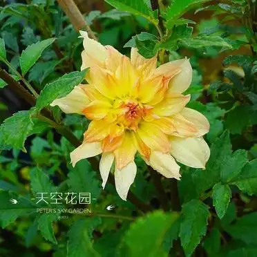 大丽花的种植方法