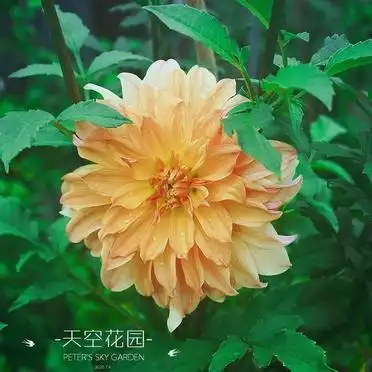 大丽花的种植方法