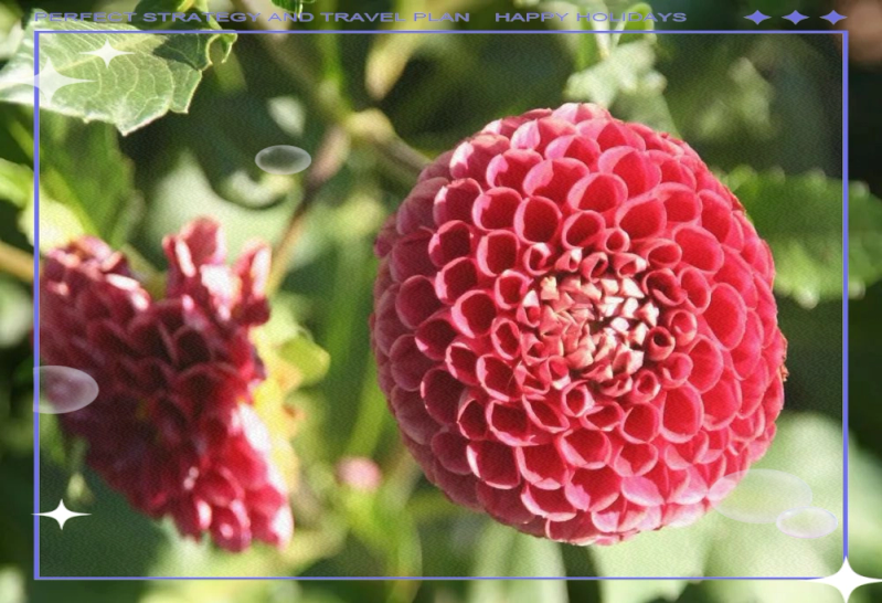 大丽花的种植方法