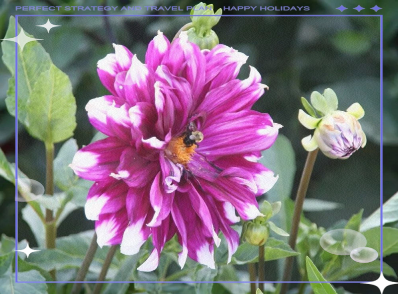 大丽花的种植方法