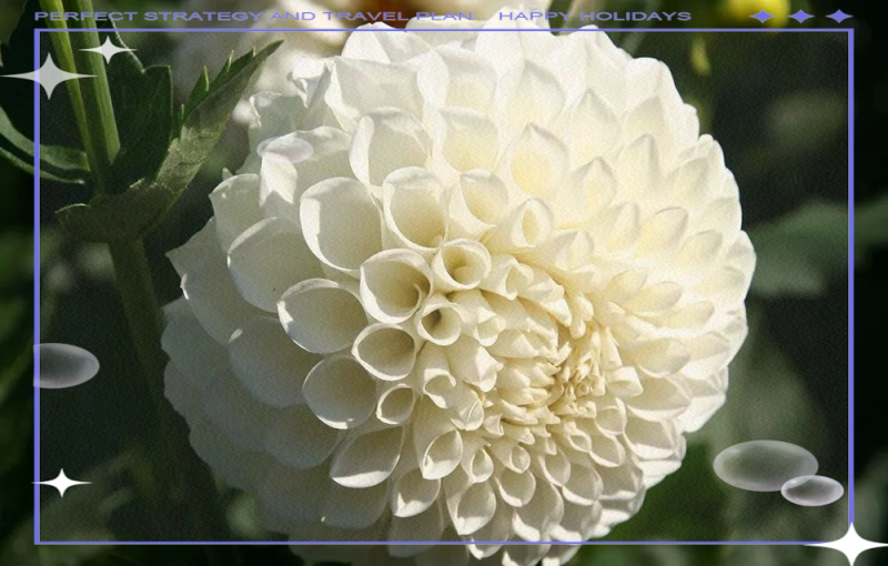 大丽花的种植方法