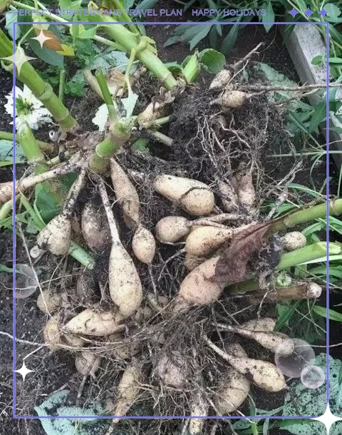 大丽花的种植方法